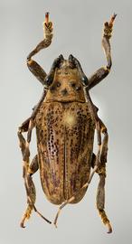  Neohylus alexandrei,  male holotype specimen; © E.H. Nearns