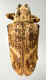  Neohylus dubius,  female specimen; © E.H. Nearns