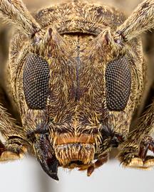  Neolampedusa obliquator,  female specimen; © E.H. Nearns