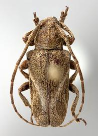  Neolampedusa obliquator,  female specimen; © E.H. Nearns