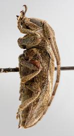  Neolampedusa obliquator,  female specimen; © E.H. Nearns