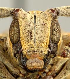  Oncioderes picta,  female holotype specimen; © E.H. Nearns
