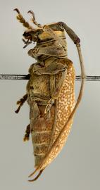  Oncioderes picta,  female holotype specimen; © E.H. Nearns