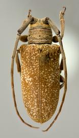  Oncioderes picta,  female holotype specimen; © E.H. Nearns