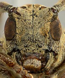  Oncioderes rondoniae,  female holotype specimen; © E.H. Nearns