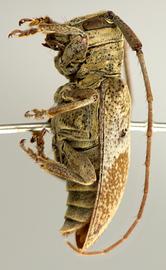  Oncioderes rondoniae,  female holotype specimen; © E.H. Nearns