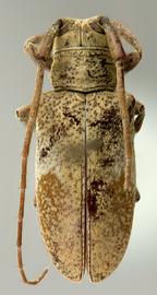  Oncioderes rondoniae,  female holotype specimen; © E.H. Nearns