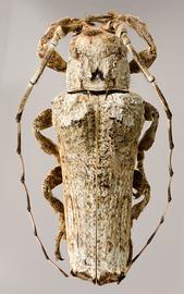  Paratrachysomus huedepohli,  male holotype specimen; © E.H. Nearns