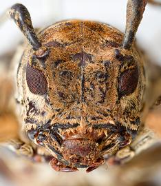  Paratrachysomus huedepohli,  male holotype specimen; © E.H. Nearns