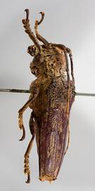  Paratrachysomus huedepohli,  male holotype specimen; © E.H. Nearns