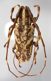  Paratritania alternans,  male  specimen; © E.H. Nearns