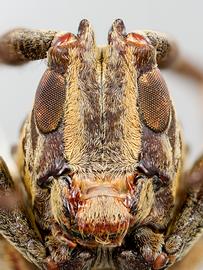  Paratritania alternans,  male  specimen; © E.H. Nearns