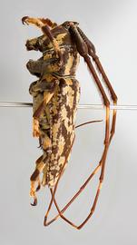  Paratritania alternans,  male  specimen; © E.H. Nearns