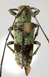  Pericasta virescens,  male specimen; © E.H. Nearns