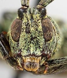  Pericasta virescens,  male specimen; © E.H. Nearns