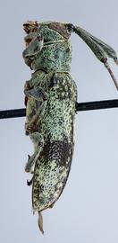  Pericasta virescens,  male specimen; © E.H. Nearns