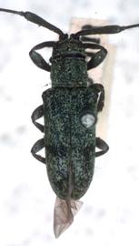  Pericasta virescens,  male type specimen; © G.L. Tavakilian