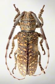  Periergates rodriguezi,  female specimen; © E.H. Nearns