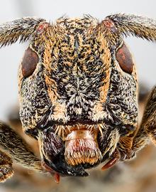  Periergates rodriguezi,  female specimen; © E.H. Nearns