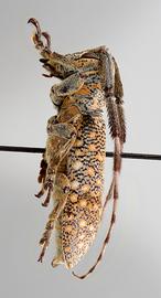  Periergates rodriguezi,  female specimen; © E.H. Nearns