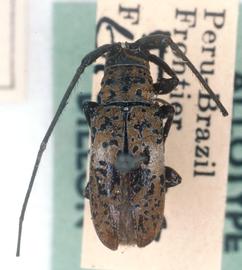  Peritrox perbra,  female allotype specimen; © G.L. Tavakilian