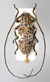  Peritrox perbra,  male specimen; © E.H. Nearns