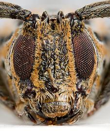  Peritrox perbra,  male specimen; © E.H. Nearns