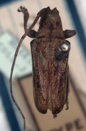  Plerodia singularis,  type specimen; © G.L. Tavakilian