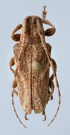  Plerodia singularis,  male specimen; © E.H. Nearns