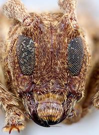  Plerodia singularis,  male specimen; © E.H. Nearns