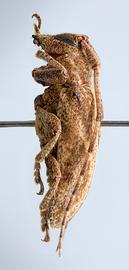  Plerodia singularis,  male specimen; © E.H. Nearns