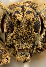  Prohylus phanthasma,  female holotype specimen; © E.H. Nearns