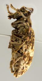  Prohylus phanthasma,  female holotype specimen; © E.H. Nearns