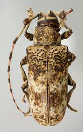  Prohylus phanthasma,  female holotype specimen; © E.H. Nearns