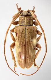  Proplerodia piriana,  female specimen; © E.H. Nearns
