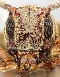  Proplerodia piriana,  female specimen; © E.H. Nearns