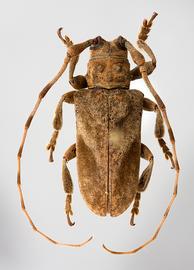  Pseudobeta seabrai,  male specimen; © E.H. Nearns