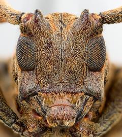  Pseudobeta seabrai,  male specimen; © E.H. Nearns