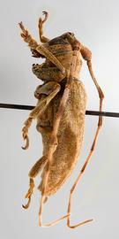  Pseudobeta seabrai,  male specimen; © E.H. Nearns