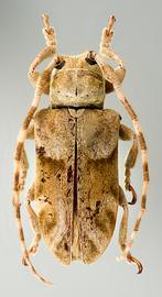  Pseudobeta transversa,  male holotype specimen; © E.H. Nearns