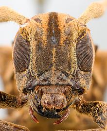  Psyllotoxoides albomaculata,  female holotype specimen; © E.H. Nearns