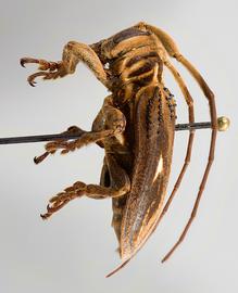  Psyllotoxoides albomaculata,  female holotype specimen; © E.H. Nearns