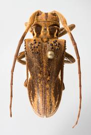 Psyllotoxoides albomaculata,  female holotype specimen; © E.H. Nearns