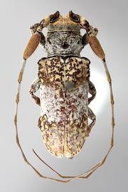  Oncideres griseocincta  (=  Psyllotoxus griseocinctus ), male specimen; © E.H. Nearns