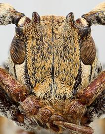  Oncideres griseocincta  (=  Psyllotoxus griseocinctus ), male specimen; © E.H. Nearns