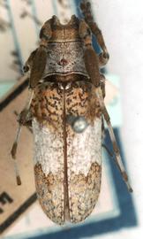  Oncideres griseocincta  (=  Psyllotoxus griseocinctus ), male type specimen; © G.L. Tavakilian