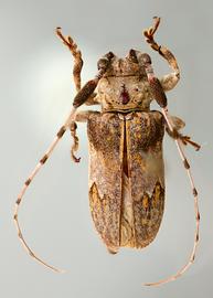  Oncideres inexpectata  (=  Psyllotoxus inexpectatus ), male holotype specimen; © E.H. Nearns