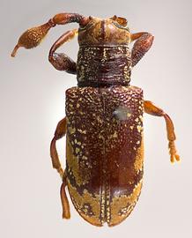  Strioderes peruanus,  male holotype specimen; © E.H. Nearns