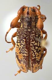  Strioderes peruanus,  male specimen; © E.H. Nearns