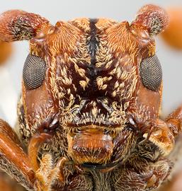  Strioderes peruanus,  male specimen; © E.H. Nearns